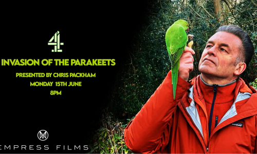 Parakeets Chris Packham documentary