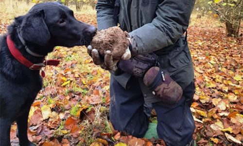 Truffle Hound